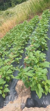 팜모닝 참깨·병해충상담 게시글 이미지