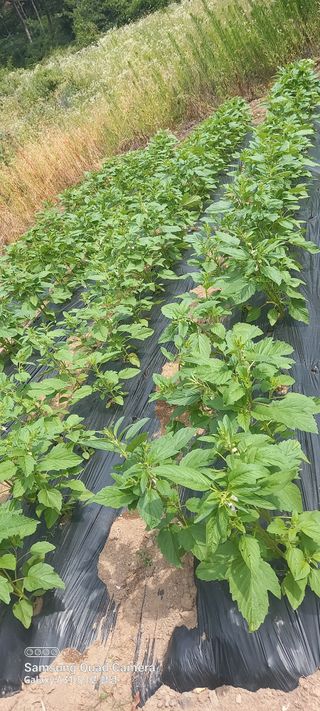 복권님의 참깨 · 병해충상담 작성글 사진