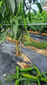 팜모닝 고추·영농일지 게시글 이미지