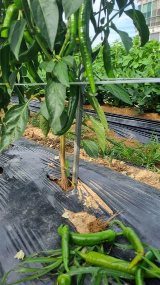 감자5892님의 고추 · 영농일지 작성글 사진