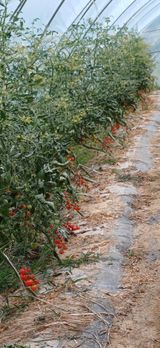 팜모닝 👩🏻‍🌾7월 농작업 계획·참여글 게시글 이미지