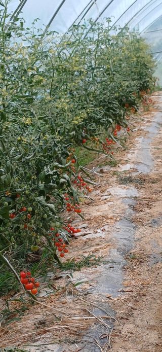 신종균님의 👩🏻‍🌾7월 농작업 계획 · 참여글 작성글 사진