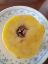 팜모닝 감자·병해충상담 게시글 이미지