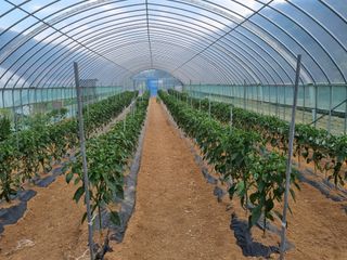 박영호님의 자유주제 · 자유게시판 작성글 사진