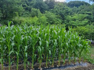 박영호님의 자유주제 · 자유게시판 작성글 사진