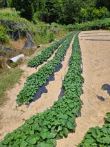 팜모닝 고구마·영농일지 게시글 이미지