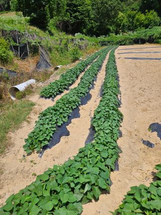 김조영님의 고구마 · 영농일지 작성글 사진