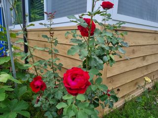 박영호님의 자유주제 · 자유게시판 작성글 사진