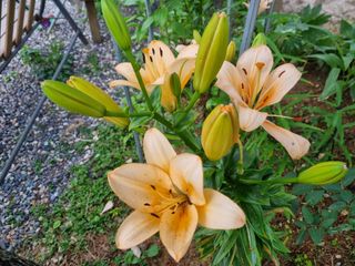 박영호님의 자유주제 · 자유게시판 작성글 사진