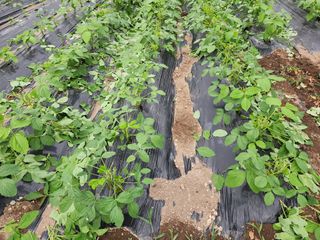 소나무1님의 콩 · 자유게시판 작성글 사진