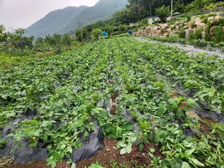 소나무1님의 콩 · 자유게시판 작성글 사진