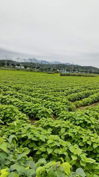 송광만님의 들깨 · 병해충상담 작성글 사진