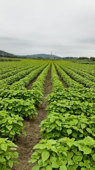 송광만님의 들깨 · 병해충상담 작성글 사진