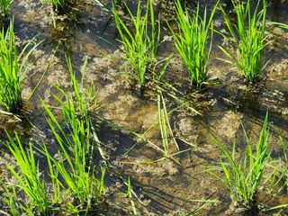 금우님의 벼 · 병해충상담 작성글 사진