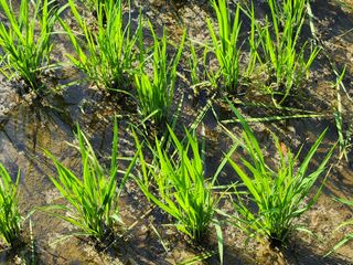 금우님의 벼 · 병해충상담 작성글 사진