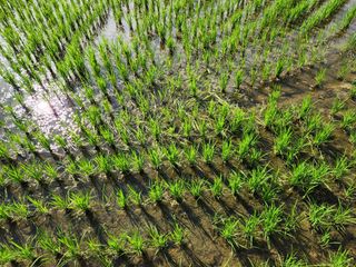 금우님의 벼 · 병해충상담 작성글 사진