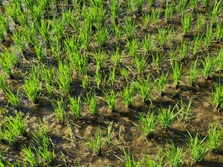 금우님의 벼 · 병해충상담 작성글 사진