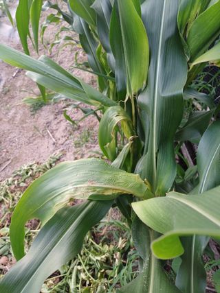 포천종삼농사꾼님의 옥수수 · 병해충상담 작성글 사진