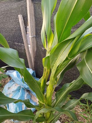 포천종삼농사꾼님의 옥수수 · 병해충상담 작성글 사진