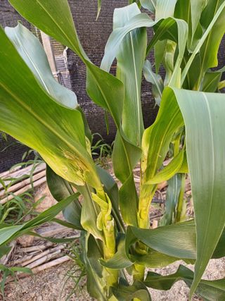 포천종삼농사꾼님의 옥수수 · 병해충상담 작성글 사진