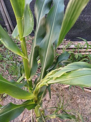 포천종삼농사꾼님의 옥수수 · 병해충상담 작성글 사진