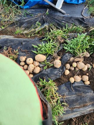 스마일00님의 감자 · 영농일지 작성글 사진