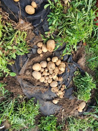 스마일00님의 감자 · 영농일지 작성글 사진