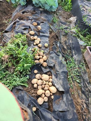 스마일00님의 감자 · 영농일지 작성글 사진