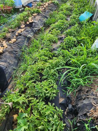 스마일00님의 감자 · 영농일지 작성글 사진