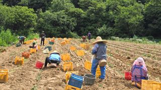 산들바람님의 감자 · 영농일지 작성글 사진