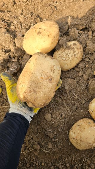 산들바람님의 감자 · 영농일지 작성글 사진