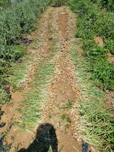 팜모닝 👩🏻‍🌾7월 농작업 계획·참여글 게시글 이미지