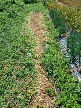 신영철(충남청양군)님의 👩🏻‍🌾7월 농작업 계획 · 참여글 작성글 사진