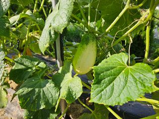 남옥선님의 자유주제 · 자유게시판 작성글 사진