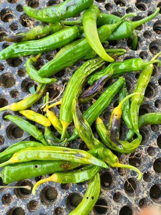 조가든님의 고추 · 병해충상담 작성글 사진