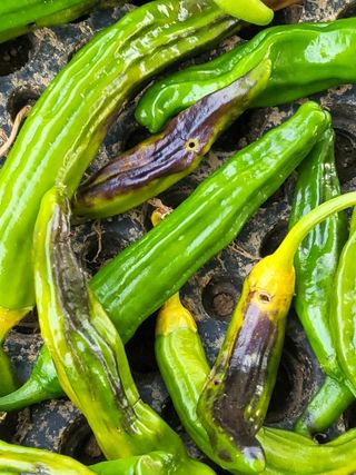 조가든님의 고추 · 병해충상담 작성글 사진