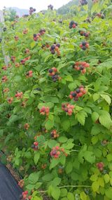 팜모닝 기타작물·영농일지 게시글 이미지