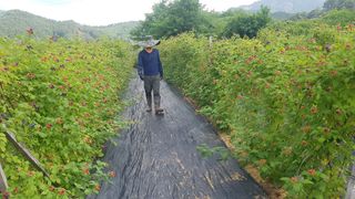 김정한님의 기타작물 · 영농일지 작성글 사진