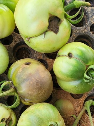 조가든님의 토마토 · 병해충상담 작성글 사진