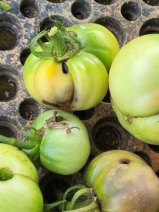 조가든님의 토마토 · 병해충상담 작성글 사진