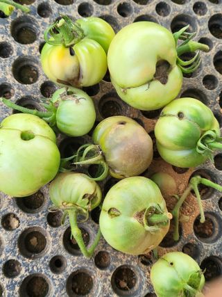 조가든님의 토마토 · 병해충상담 작성글 사진