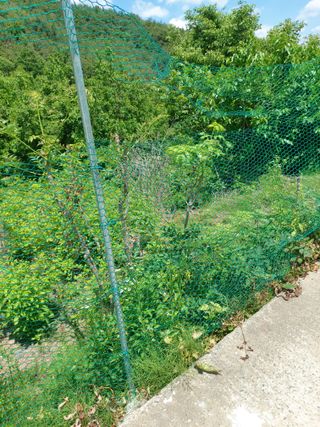 김정은님의 기타작물 · 영농일지 작성글 사진