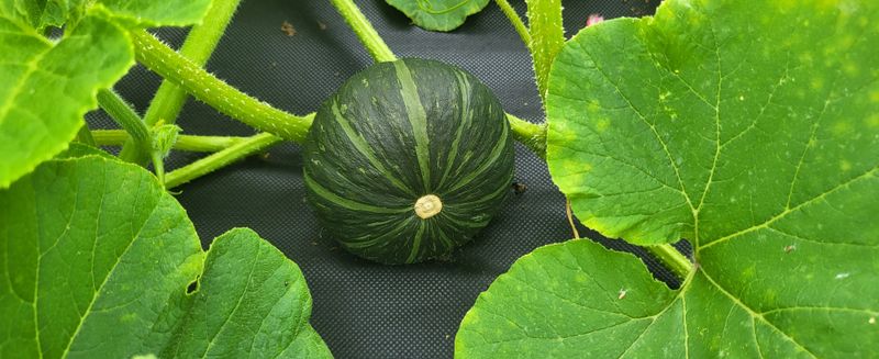 장터 상품 [미니밤호박5kg.10kg] 썸네일