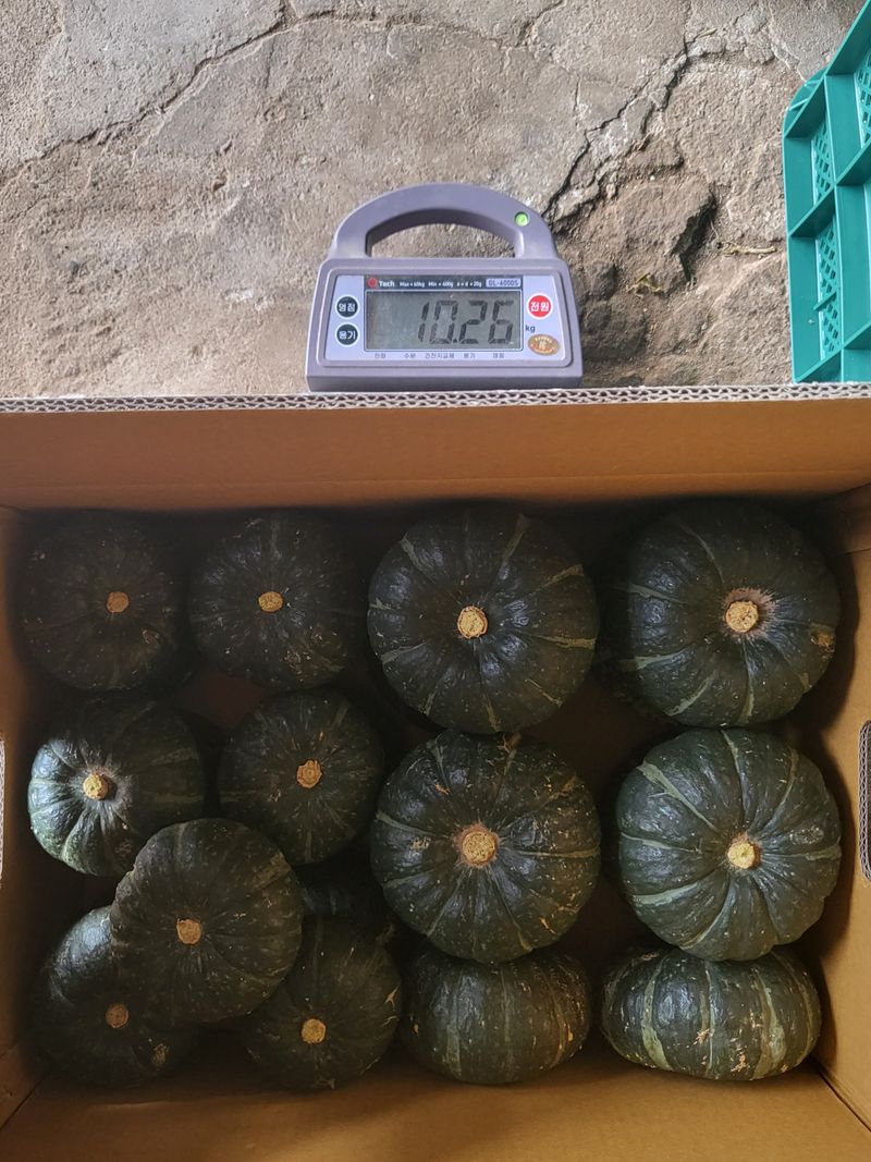 박재영님의 장터 판매 상품 [미니밤호박5kg.10kg] 첨부 사진