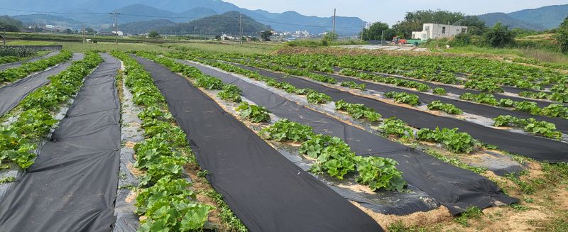 박재영님의 장터 판매 상품 [미니밤호박5kg.10kg] 첨부 사진