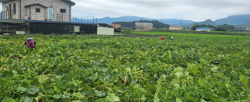 박재영님의 장터 판매 상품 [미니밤호박5kg.10kg] 첨부 사진