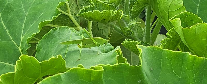 박재영님의 장터 판매 상품 [미니밤호박5kg.10kg] 첨부 사진