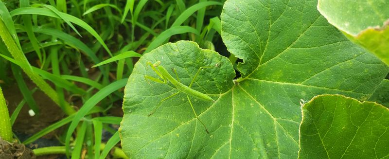 박재영님의 장터 판매 상품 [미니밤호박5kg.10kg] 첨부 사진