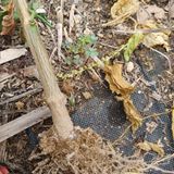 팜모닝 고추·영농일지 게시글 이미지