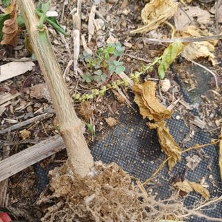 이경자님의 고추 · 영농일지 작성글 사진